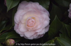 dorothy james2