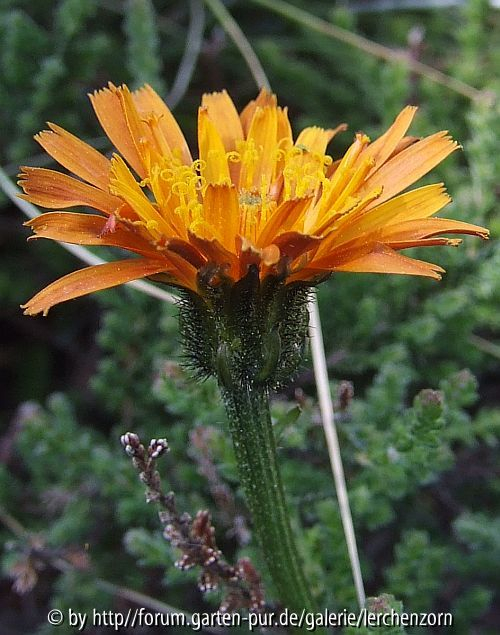 Gold-Pippau (Crepis aurea)
