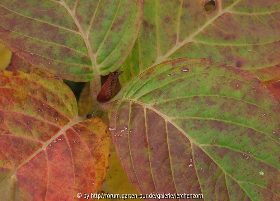 Garten im November