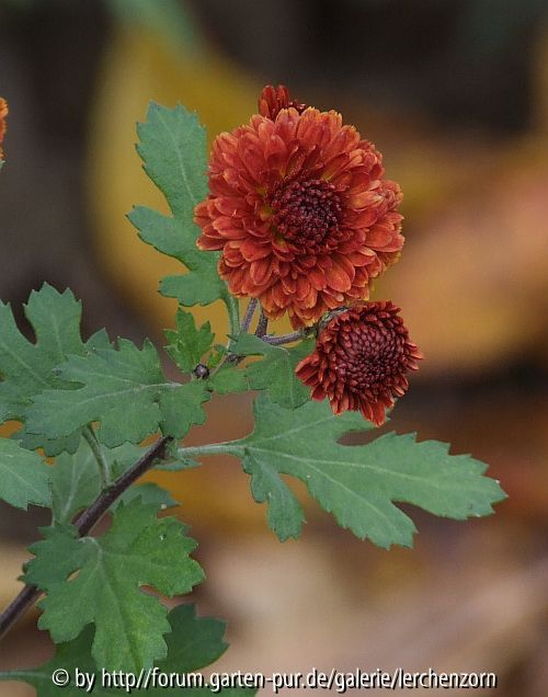 Garten im November - Rehauge (Dendranthema-Hybr.)