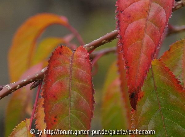 Garten im November - letzte Glut
