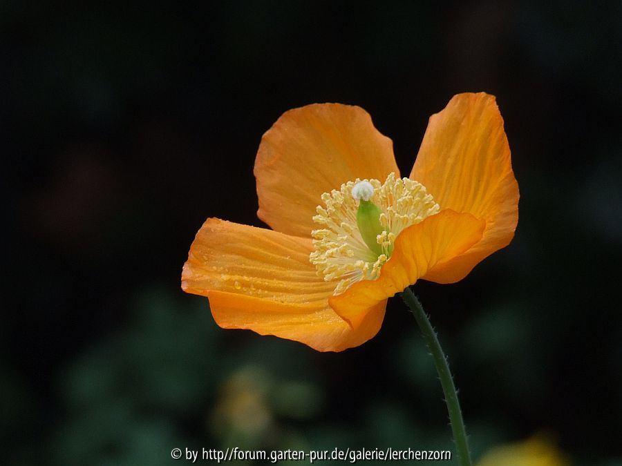 Garten im November - Lichtblick
