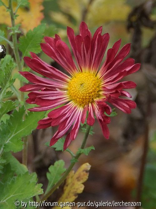 Garten im November - Wappenschild (Dendranthema-Hybr.)