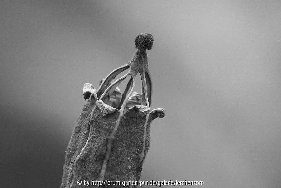 Garten im November - Gotik 1