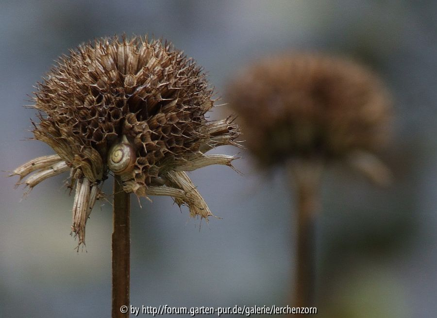 Garten im November - Zerfall