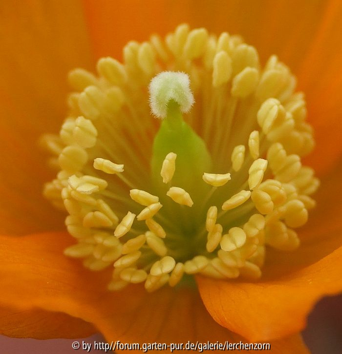 Garten im November - unermüdlich 2