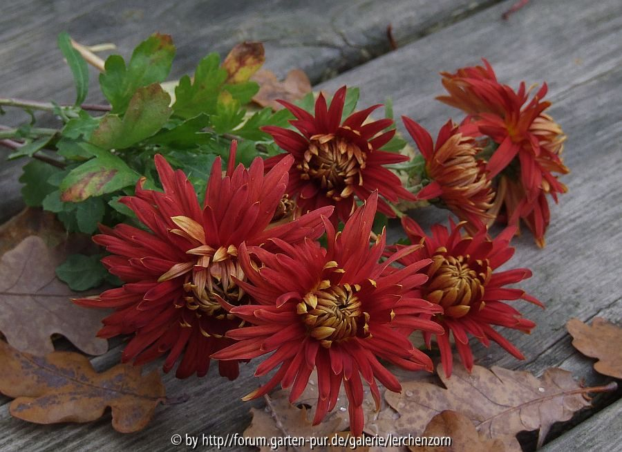 Garten im November - abgelegt (Dendranthema-Hybr. 