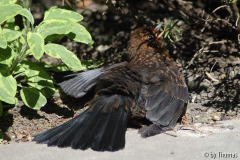 Amsel beim Sonnenbad
