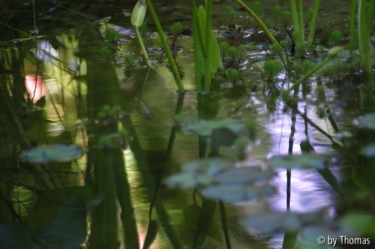 Spiegelung im Teich