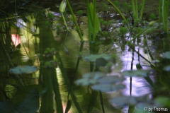 Spiegelung im Teich