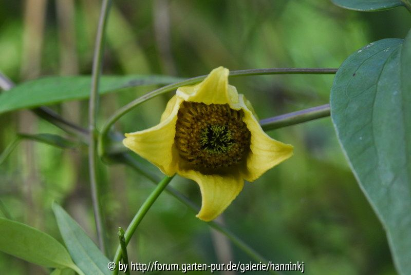 Clematis szuyuanensis BSWJ6791