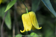 Clematis szuyuanensis BSWJ6791 1
