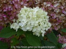 25_ Oktober 2008 030,kl_20, Hydrangea pa