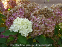 25_ Oktober 2008 029,kl_20 Hydrangea pan