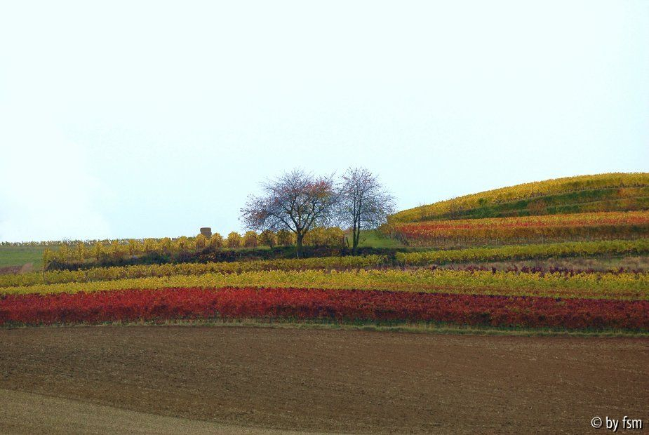 Pfalz 8 28-10-2008