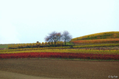 Pfalz 8 28-10-2008