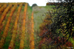 Pfalz 7 28-10-2008