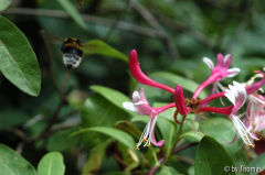 Hummel und Geissblatt 3