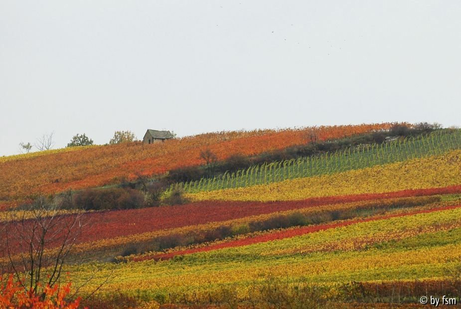 Pfalz 6 28-10-2008