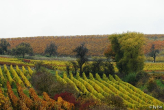 Pfalz 5 28-10-2008