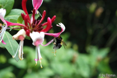 Hummel und Geissblatt 2