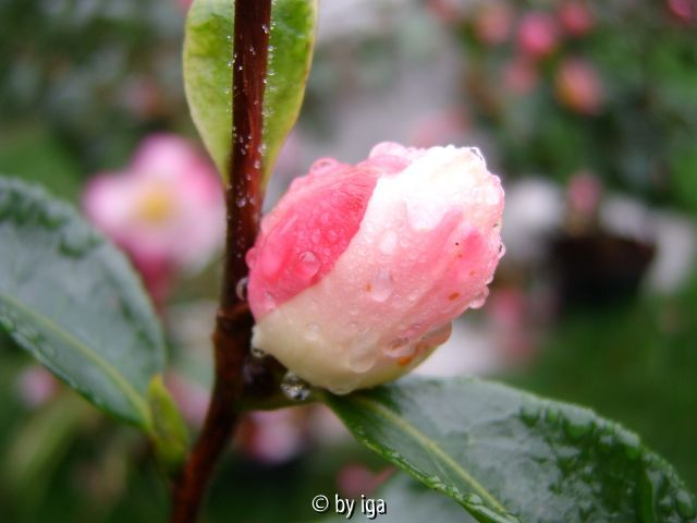 apple blossom knospe