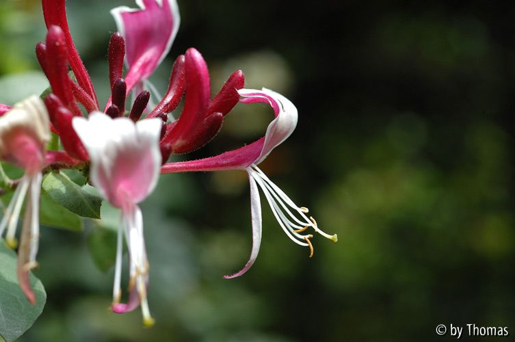 Geissblatt Blüte