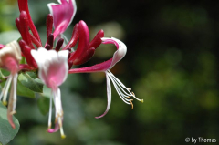 Geissblatt Blüte