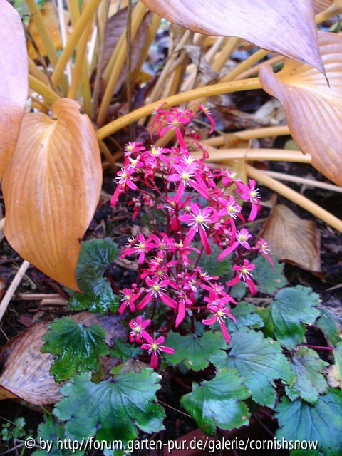 S. cortusifolia var. fortunei - unbekannt