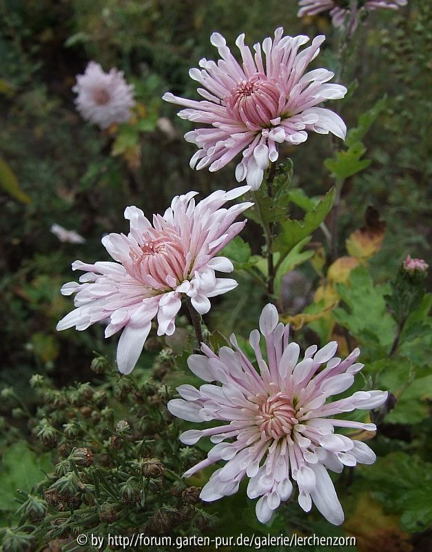 Dendranthema NEBELROSE