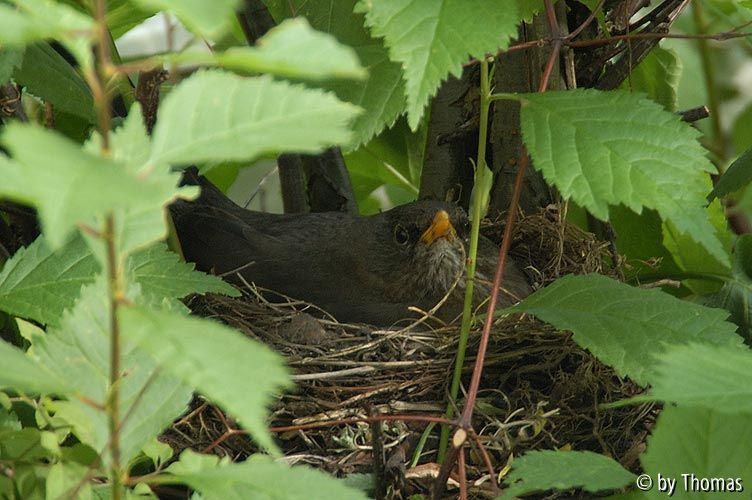 Amselnest 01 - mit Amsel-Mutter
