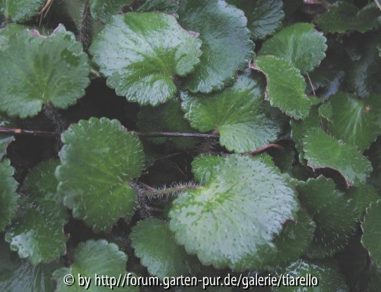Saxifraga unbekannt