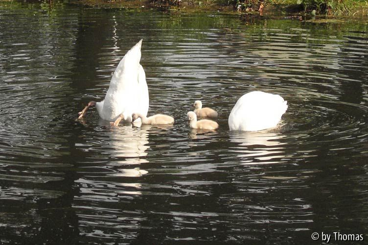 Schwan-Familie mit Kindern, tauchend