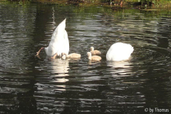 Schwan-Familie mit Kindern, tauchend