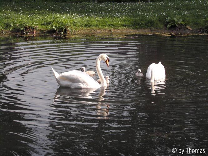 Schwan-Familie