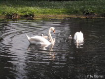 Schwan-Familie