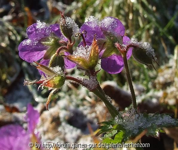 Geranium sylvaticum