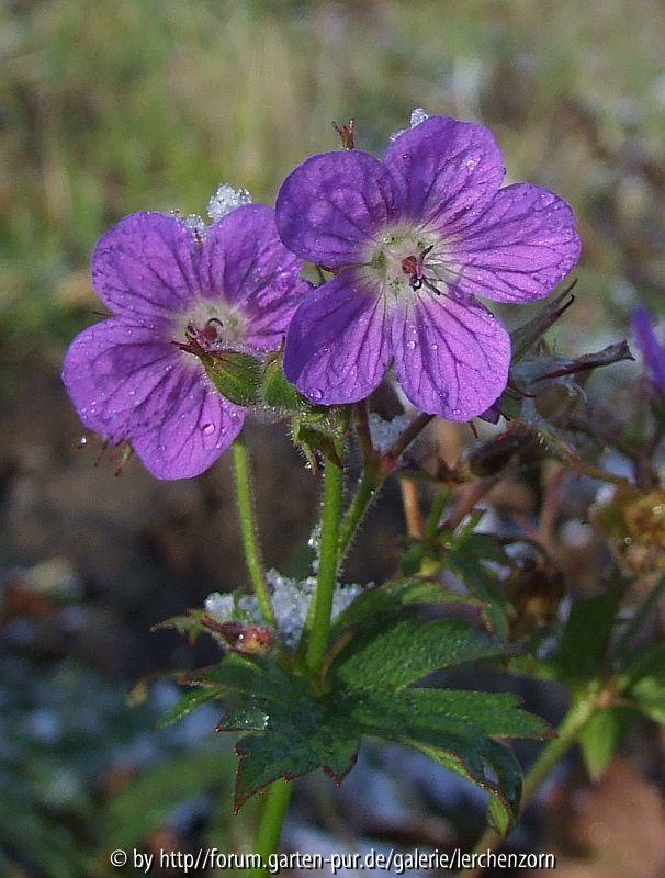 Geranium sylvaticum