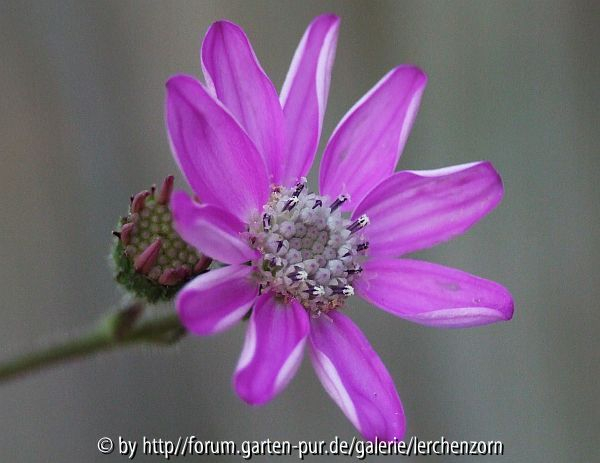 Senecio polyodon