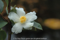 C. meiocarpa 2. blüte