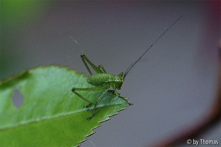 Zartschrecke am Abgrund