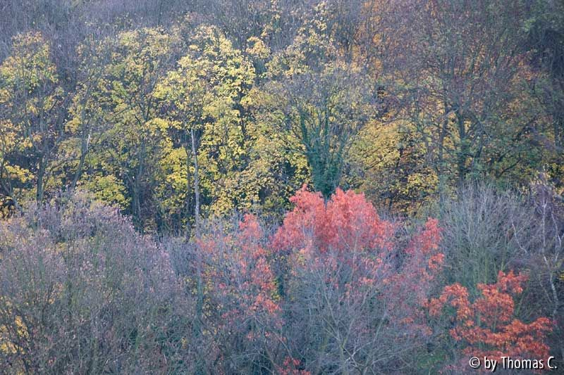 Novemberfarben gegenüber