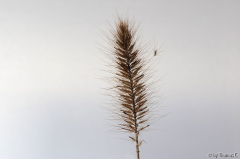 Grasstruktur