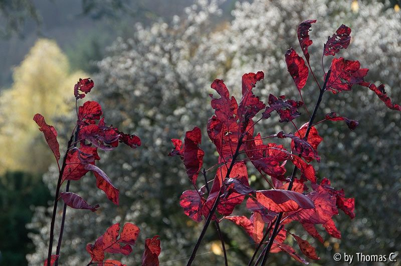 Novemberfarben näher
