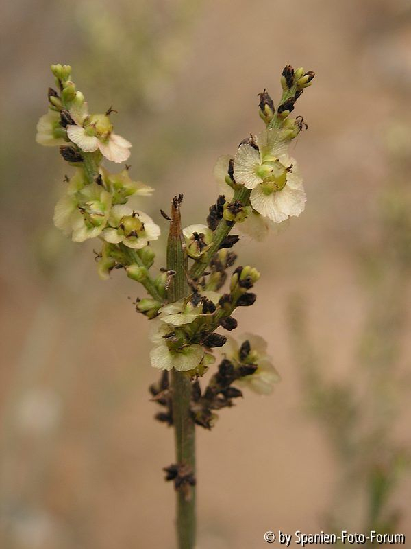 Salsola