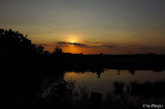 Moor