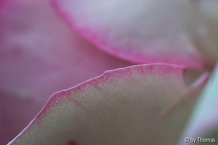 Rose Eden Blüte ganz nah
