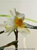 P1000905_bearbeitet-1.jpg