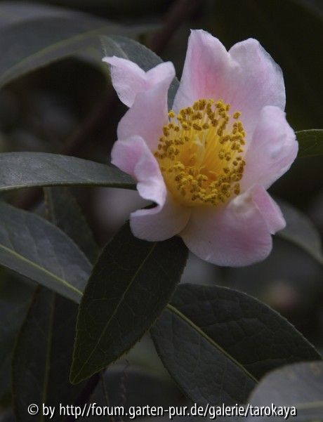 C.pitardii pitardii2