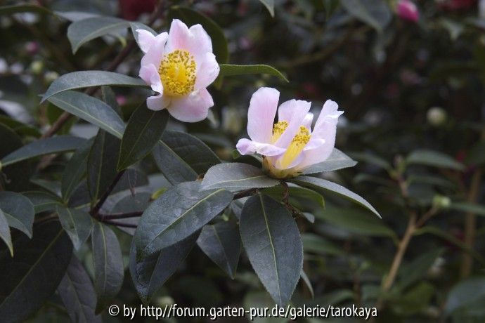 C.pitardii pitardii1